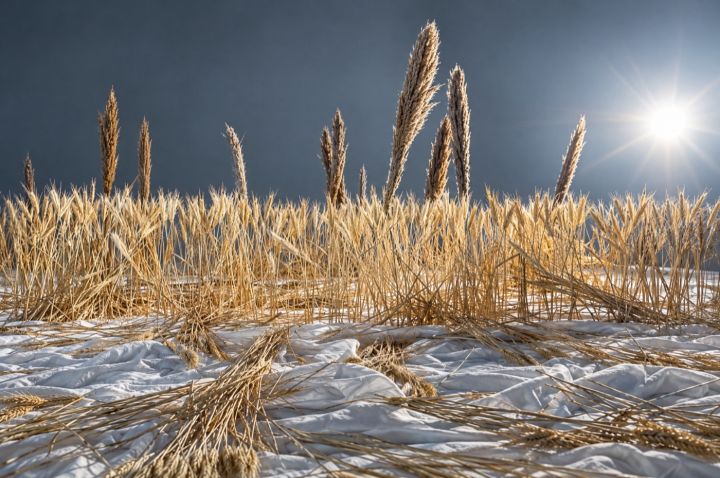 Wheat field set